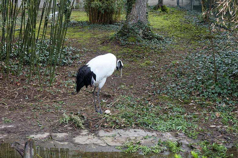 Mandschurenkranich am 13. April 2021 mit einem Ei im Nest auf der rechten Außenanlage unterhalb des Vogel-Hauses im Wuppertaler Zoo