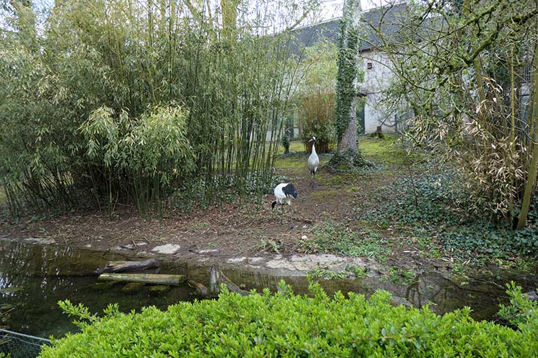 Mandschurenkraniche am 13. April 2021 auf der rechten Außenanlage unterhalb des Vogel-Hauses im Zoologischen Garten der Stadt Wuppertal