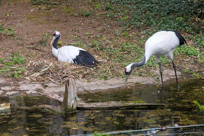 Brütendes Paar Mandschurenkraniche am 3. Mai 2021 auf der rechten Außenanlage unterhalb des Vogel-Hauses im Grünen Zoo Wuppertal