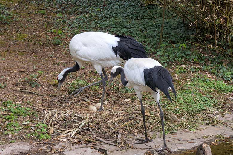 Mandschurenkranich-Paar mit zwei Eiern im Nest am 3. Mai 2021 auf der rechten Außenanlage unterhalb des Vogel-Hauses im Zoologischen Garten der Stadt Wuppertal