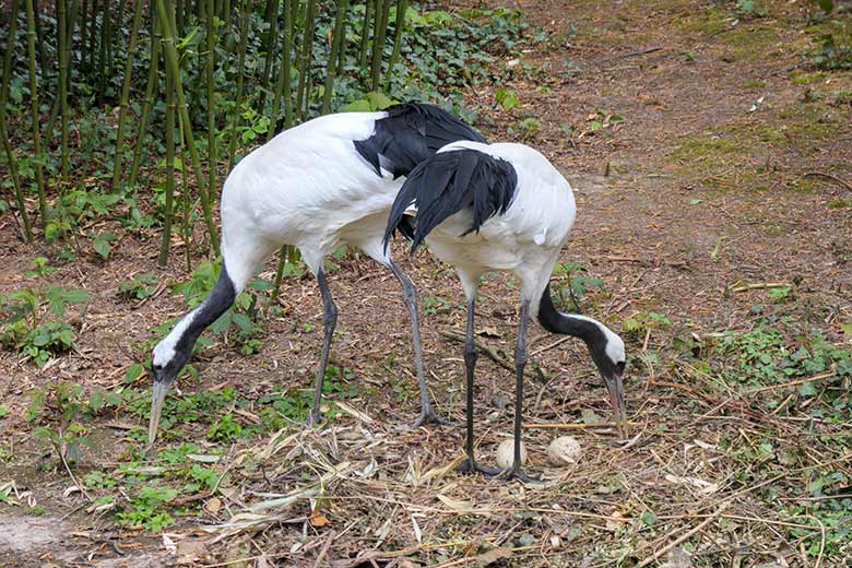 Mandschurenkraniche mit zwei Eiern im Nest am 3. Mai 2021 auf der rechten Außenanlage unterhalb des Vogel-Hauses im Wuppertaler Zoo