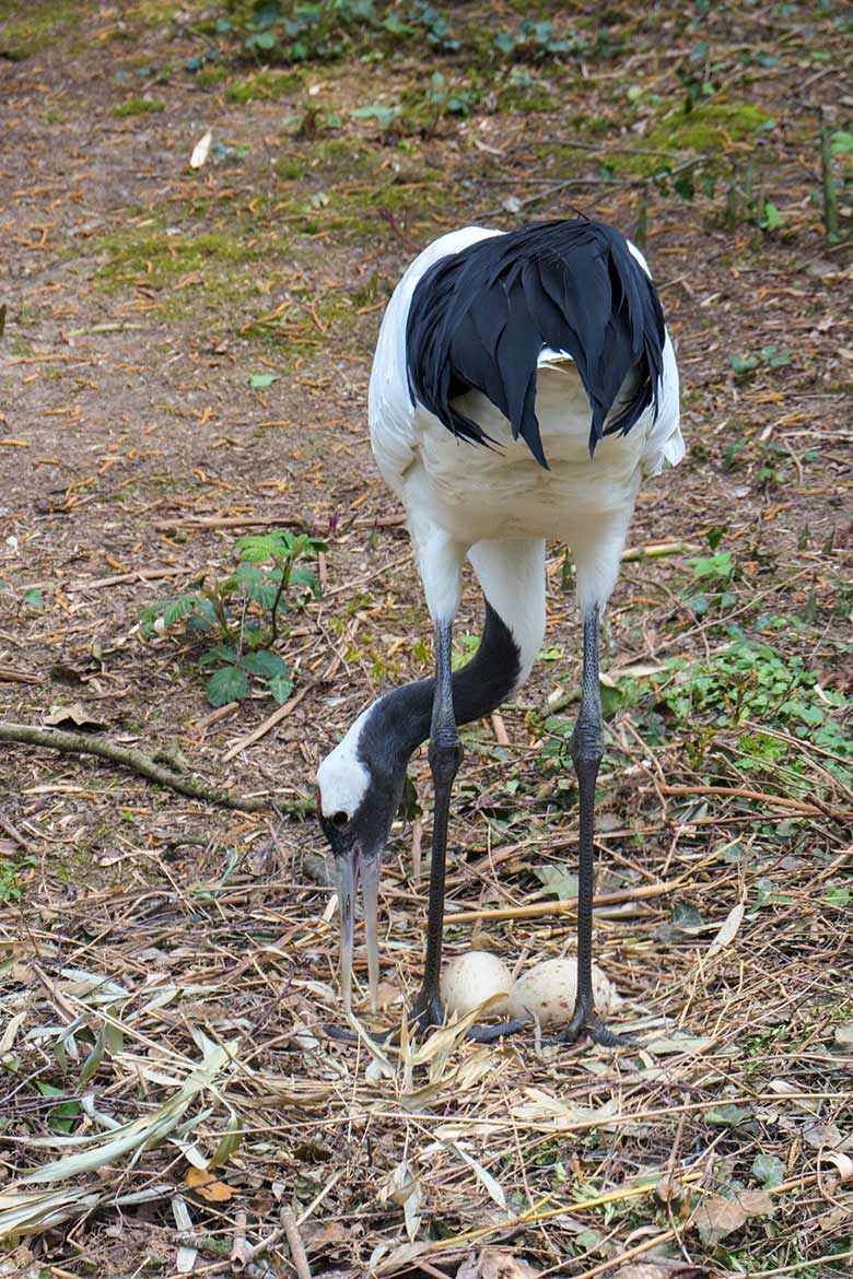 Mandschurenkranich mit zwei Eiern im Nest am 3. Mai 2021 auf der rechten Außenanlage unterhalb des Vogel-Hauses im Grünen Zoo Wuppertal