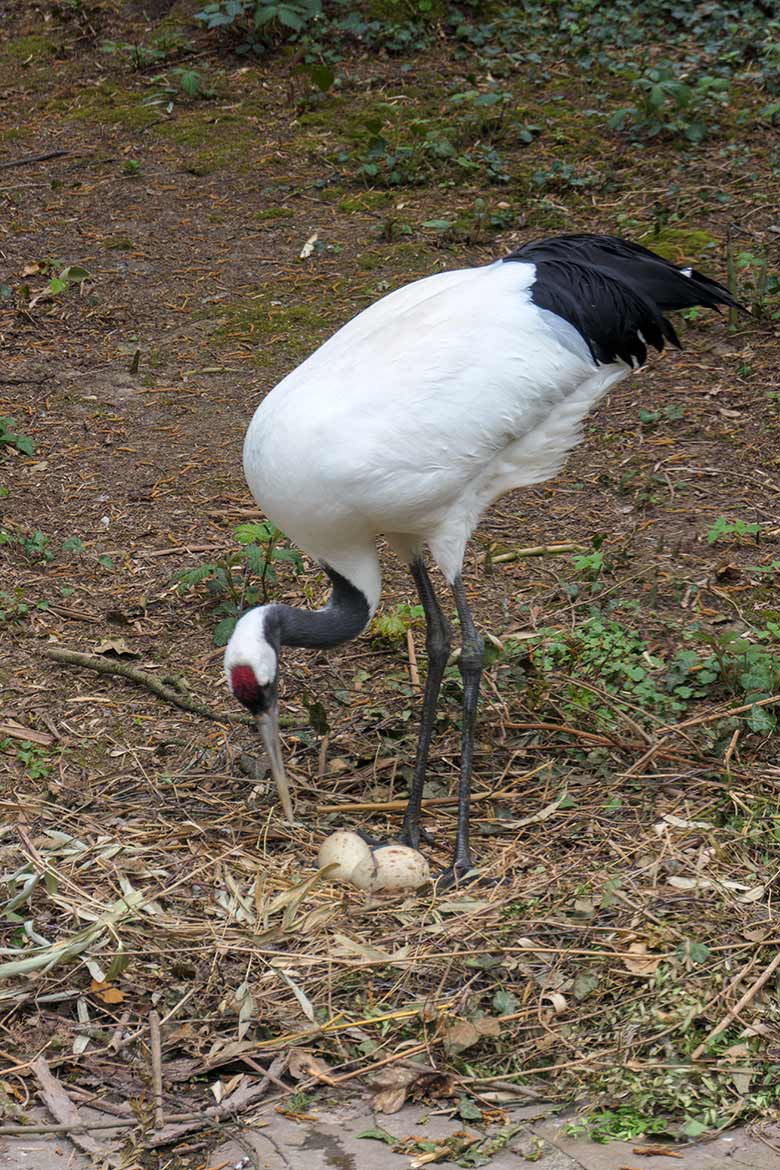 Mandschurenkranich mit zwei Eiern im Nest am 3. Mai 2021 auf der rechten Außenanlage unterhalb des Vogel-Hauses im Zoologischen Garten Wuppertal