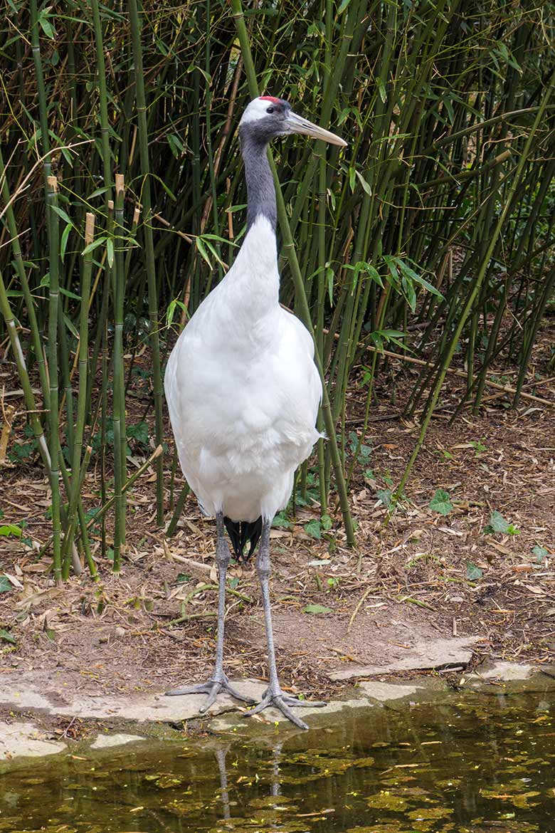 Mandschurenkranich am 3. Mai 2021 auf der rechten Außenanlage unterhalb des Vogel-Hauses im Wuppertaler Zoo