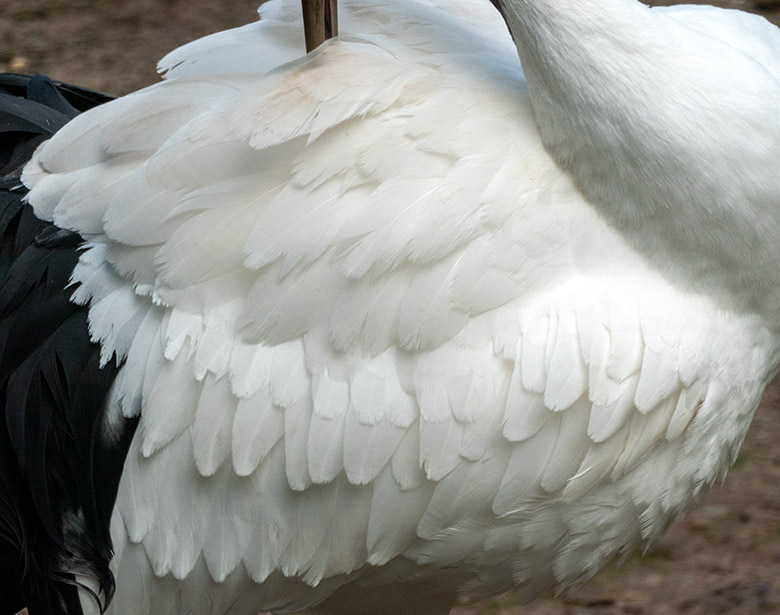 Weißes Federkleid eines Mandschurenkranichs am 15. Januar 2022 auf der Außenanlage am Vogel-Haus im Grünen Zoo Wuppertal