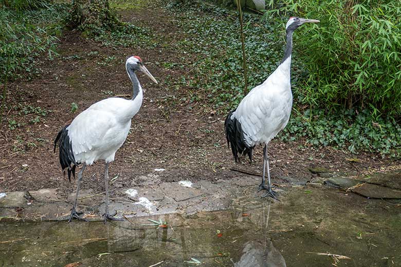 Mandschurenkranich-Paar am 22. Februar 2022 auf der Außenanlage am Vogel-Haus im Wuppertaler Zoo