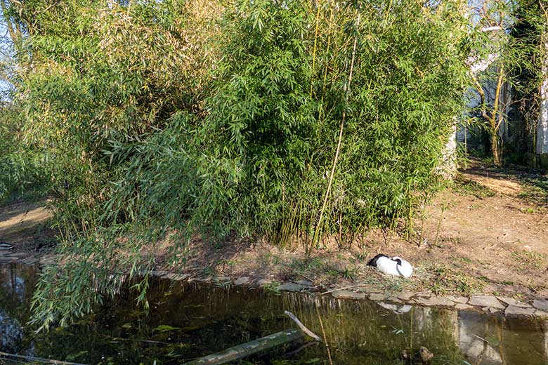 Brütender Mandschurenkranich am 25. März 2022 auf der Außenanlage am Vogel-Haus im Zoologischen Garten Wuppertal