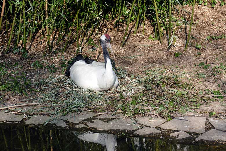 Brütender Mandschurenkranich am 25. März 2022 auf der Außenanlage am Vogel-Haus im Grünen Zoo Wuppertal