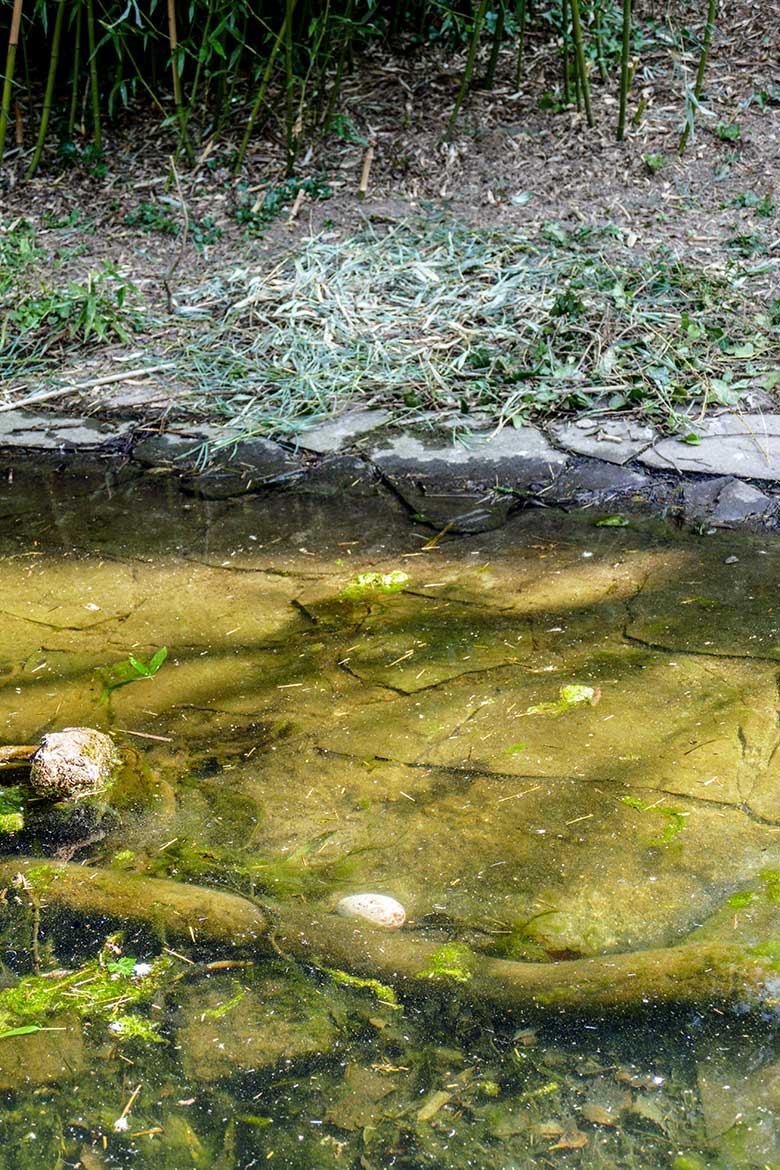 Mandschurenkranich-Ei im Wasser vor dem leeren Nest der Mandschurenkraniche am 26. März 2022 auf der Außenvoliere am Vogel-Haus im Grünen Zoo Wuppertal
