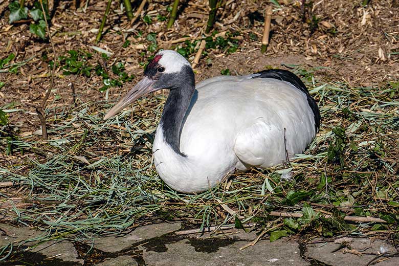 Weiblicher Mandschurenkranich auf dem leeren Nest beim Legen des Eis am 26. März 2022 auf der Außenvoliere am Vogel-Haus im Wuppertaler Zoo