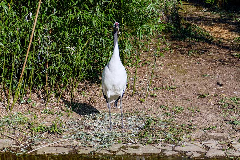 Weiblicher Mandschurenkranich auf dem leeren Nest am 26. März 2022 auf der Außenvoliere am Vogel-Haus im Grünen Zoo Wuppertal