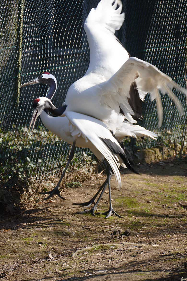 Mandschurenkranich-Paar beim Paarungs-Versuch am 26. März 2022 auf der Außenvoliere am Vogel-Haus im Zoologischen Garten Wuppertal