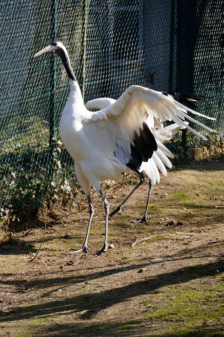 Mandschurenkranich-Paar nach dem Paarungs-Versuch am 26. März 2022 auf der Außenvoliere am Vogel-Haus im Zoo Wuppertal