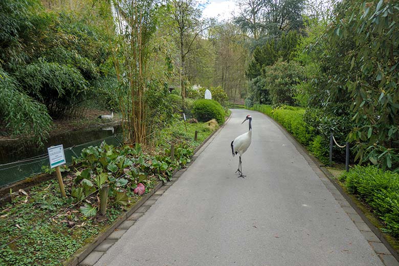 Mandschurenkranich auf dem Besucher-Weg vor dem Kranich-Gehege am 10. April 2022 im Wuppertaler Zoo