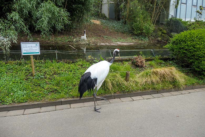 Mandschurenkranich auf dem Besucher-Weg vor dem Kranich-Gehege am 10. April 2022 im Zoologischen Garten Wuppertal