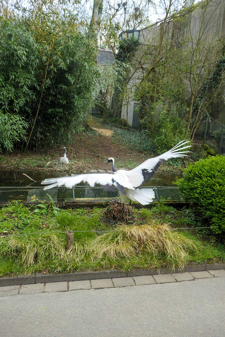 Mandschurenkranich beim Rückflug vom Besucher-Weg zum Kranich-Außengehege am 10. April 2022 im Grünen Zoo Wuppertal