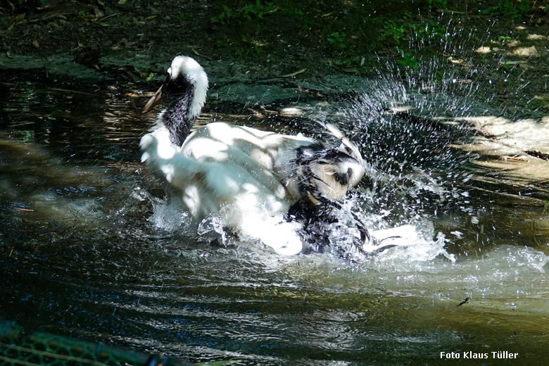 Mandschurenkranich im Wasser am 15. Juni 2022 auf der rechten Außenanlage unterhalb des Vogel-Hauses im Grünen Zoo Wuppertal (Foto Klaus Tüller)