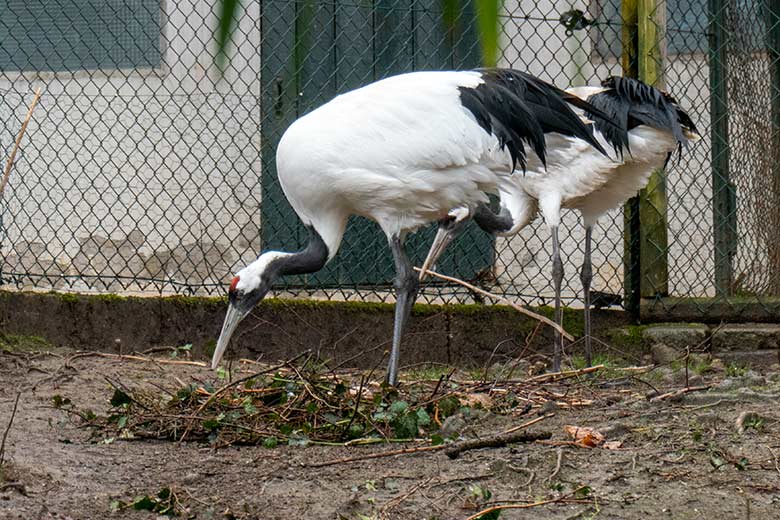 Männlicher Mandschurenkranich und weiblicher Mandschurenkranich (hinten) am 26. März 2023 auf der Außenanlage am Vogel-Haus im Grünen Zoo Wuppertal