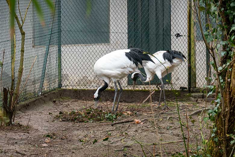 Mandschurenkranich-Paar beim Nestbau am 26. März 2023 auf der Außenanlage am Vogel-Haus im Wuppertaler Zoo