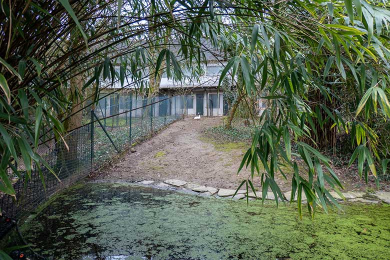 Brütender weiblicher Mandschurenkranich am 29. März 2023 auf der Außenanlage am Vogel-Haus im Grünen Zoo Wuppertal