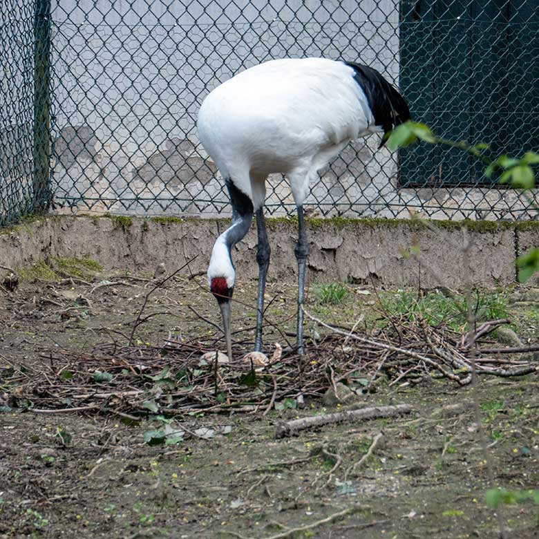 Mandschurenkranich mit zwei Eiern im Nest am 18. April 2023 auf der Außenanlage am Vogel-Haus im Grünen Zoo Wuppertal