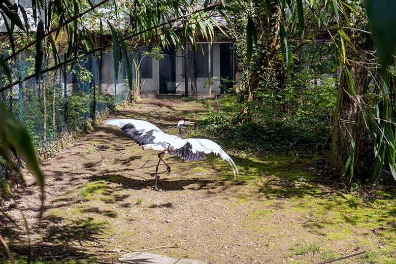 Männlicher Mandschurenkranich am 2. Mai 2023 auf der Außenanlage am Vogel-Haus im Wuppertaler Zoo