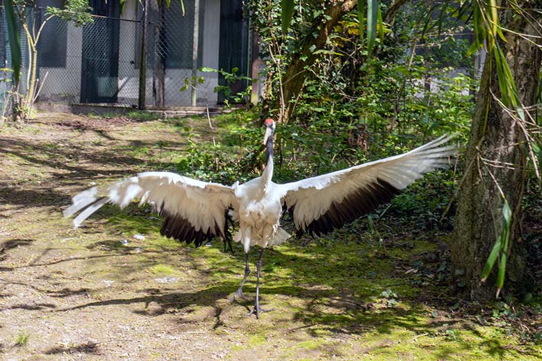 Männlicher Mandschurenkranich am 2. Mai 2023 auf der Außenanlage am Vogel-Haus im Zoo Wuppertal