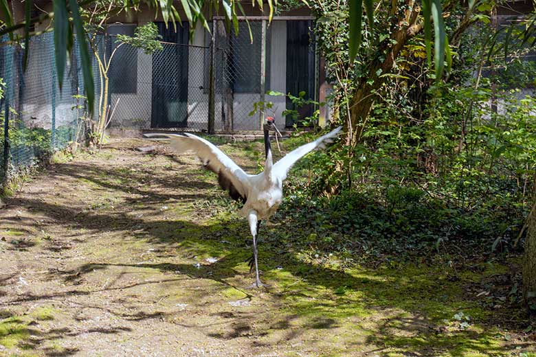 Männlicher Mandschurenkranich am 2. Mai 2023 auf der Außenanlage am Vogel-Haus im Zoologischen Garten Wuppertal