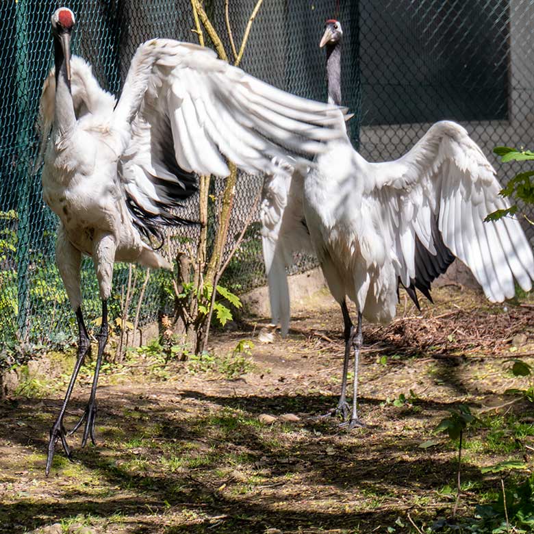 Mandschurenkranich-Paar vor dem leeren Nest am 2. Mai 2023 auf der Außenanlage am Vogel-Haus im Grünen Zoo Wuppertal