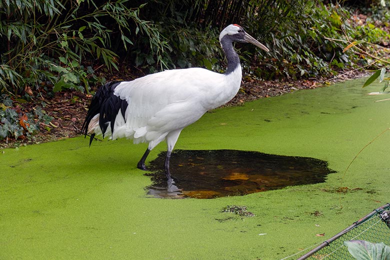 Männlicher Mandschurenkranich am 9. November 2023 im Wasser der Außenanlage unterhalb des Vogel-Hauses im Grünen Zoo Wuppertal