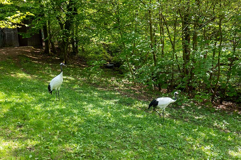 Mandschurenkranich-Paar am 22. April 2025 auf der unteren bisherigen Emu-Außenanlage im Grünen Zoo Wuppertal