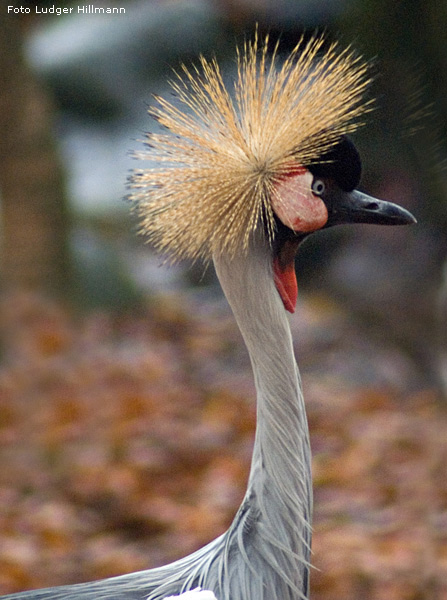 Ostafrikanischer Kronenkranich im Zoo Wuppertal im November 2007 (Foto Ludger Hillmann)