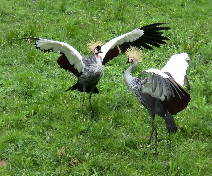 Ostafrikanische Kronenkraniche im Zoo Wuppertal im Mai 2013