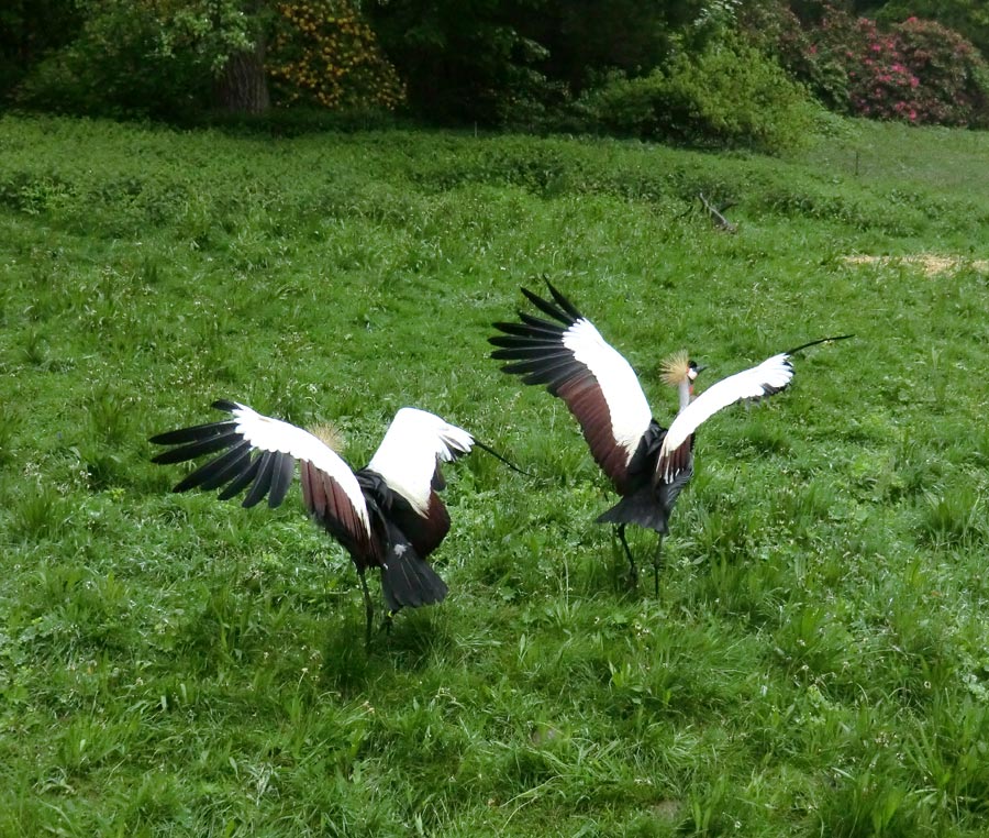 Ostafrikanische Kronenkraniche im Wuppertaler Zoo im Mai 2013