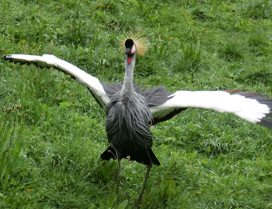 Ostafrikanischer Kronenkranich im Zoologischen Garten Wuppertal im Mai 2013