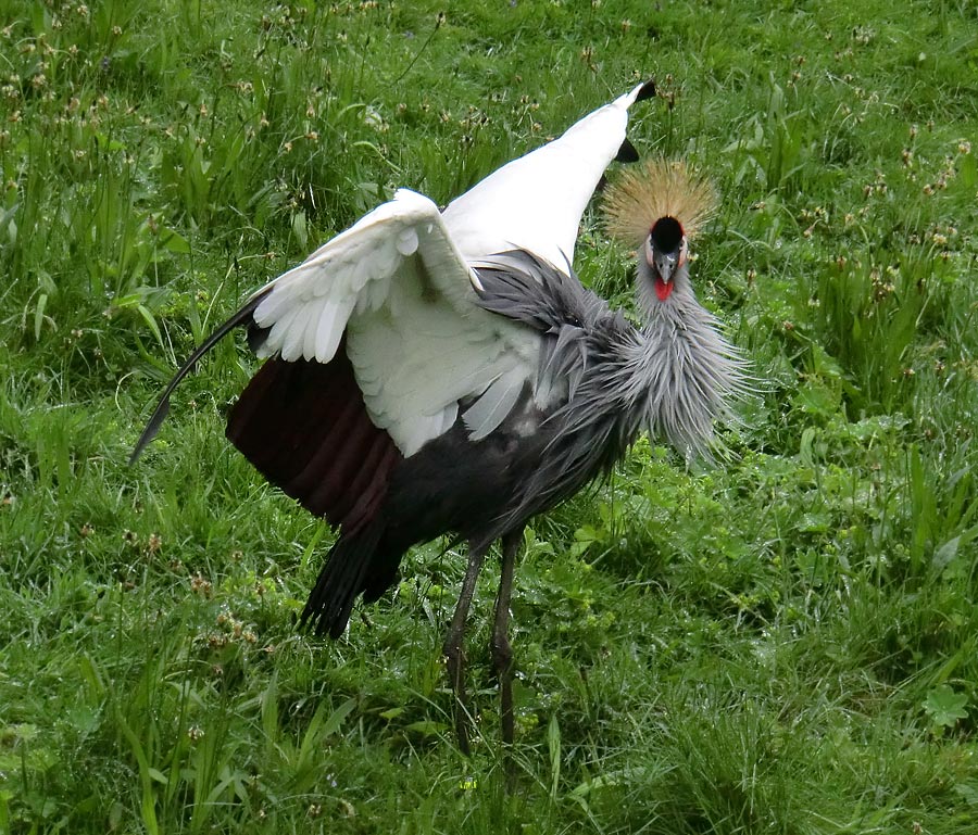 Ostafrikanischer Kronenkranich im Wuppertaler Zoo im Mai 2013