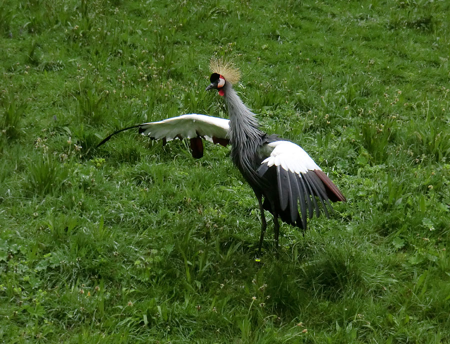 Ostafrikanischer Kronenkranich im Zoo Wuppertal im Mai 2013