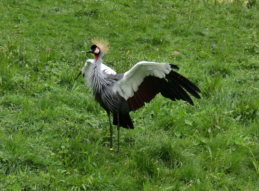 Ostafrikanischer Kronenkranich im Zoologischen Garten Wuppertal im Mai 2013