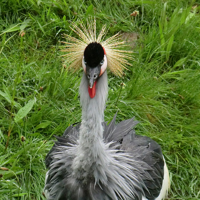 Ostafrikanischer Kronenkranich im Wuppertaler Zoo im Mai 2013