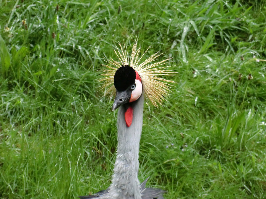 Ostafrikanischer Kronenkranich im Zoo Wuppertal im Mai 2013