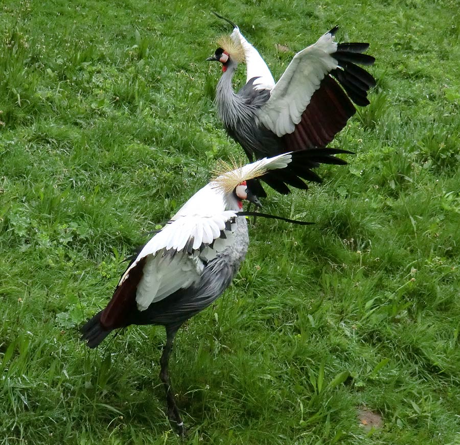 Ostafrikanische Kronenkraniche im Zoologischen Garten Wuppertal im Mai 2013