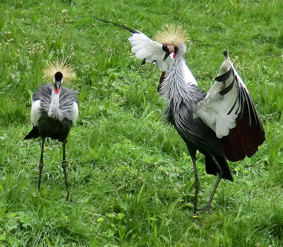 Ostafrikanische Kronenkraniche im Zoo Wuppertal im Mai 2013