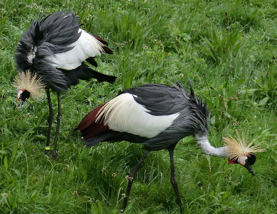 Ostafrikanische Kronenkraniche im Zoologischen Garten Wuppertal im Mai 2013