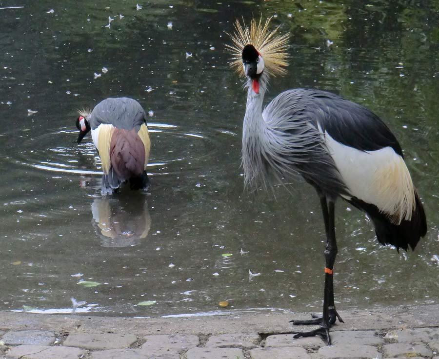 Ostafrikanische Kronenkraniche im Wuppertaler Zoo im August 2014