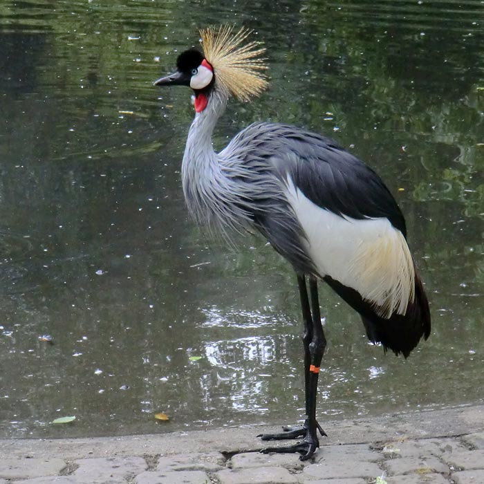 Ostafrikanischer Kronenkranich im Wuppertaler Zoo im August 2014