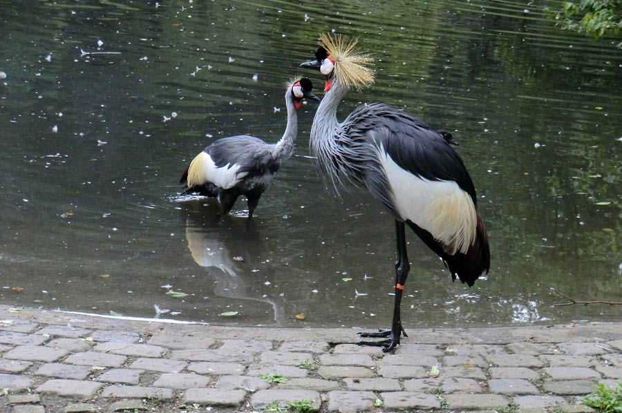 Ostafrikanische Kronenkraniche im Zoologischen Garten Wuppertal im August 2014