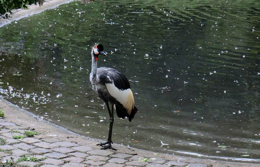 Ostafrikanischer Kronenkranich im Wuppertaler Zoo im August 2014