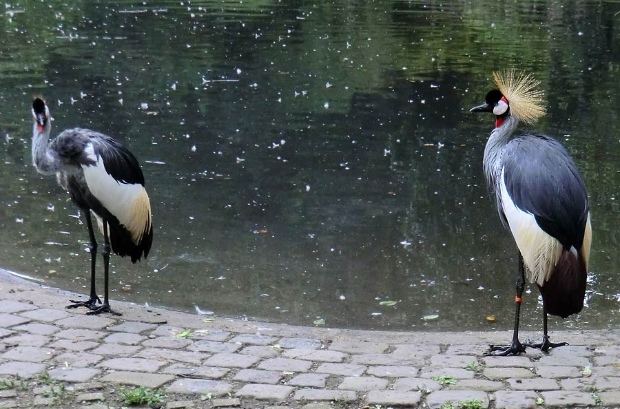 Ostafrikanische Kronenkraniche im Zoo Wuppertal im August 2014