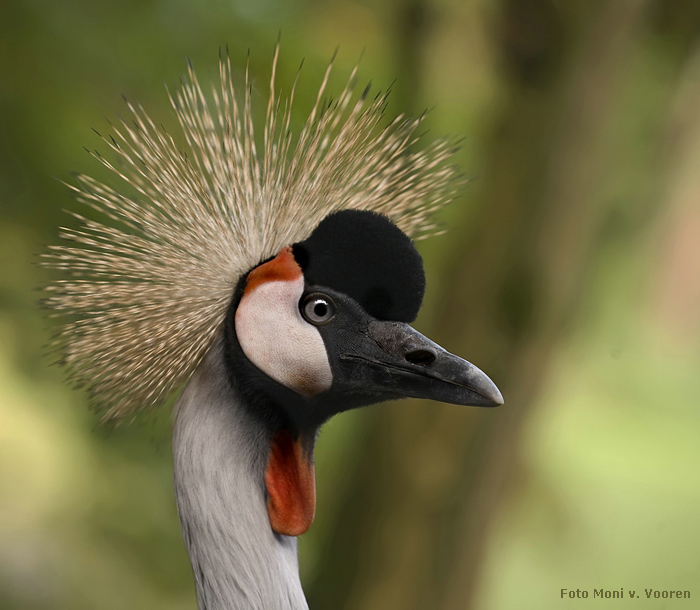 Ostafrikanischer Kronenkranich im Wuppertaler Zoo (Foto Moni von Vooren)