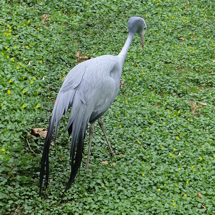 Paradieskranich im Wuppertaler Zoo im April 2013